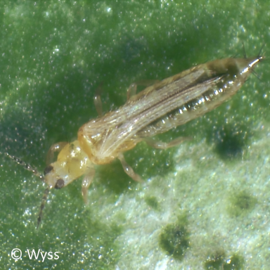 Thrips