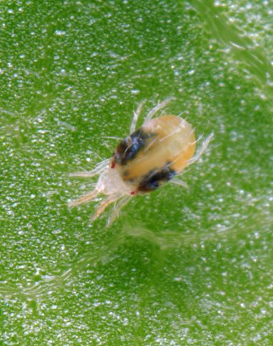 Spinnenmilbe